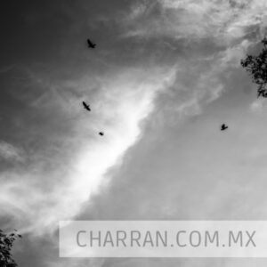 Nubes etéreas con pájaros y ramas en silueta, blanco y negro